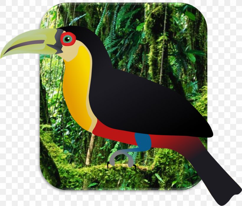 Bird Beak Temminck's Tragopan Toucan Quetzal, PNG, 964x821px, Bird, Beak, Crane, Domestic Pigeon, Fauna Download Free