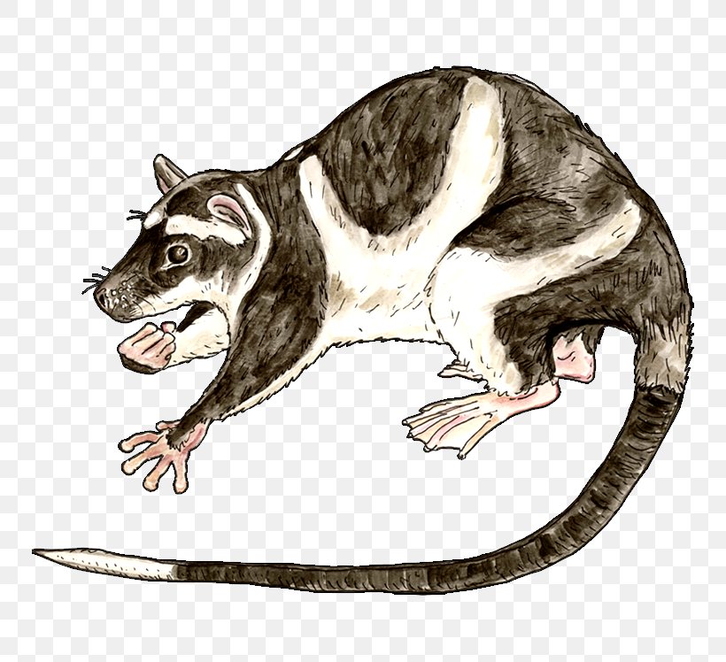 Common Opossum Water Opossum Patagonian Opossum Marsupial, PNG, 748x748px, Common Opossum, Animal, Carnivora, Carnivoran, Cat Download Free