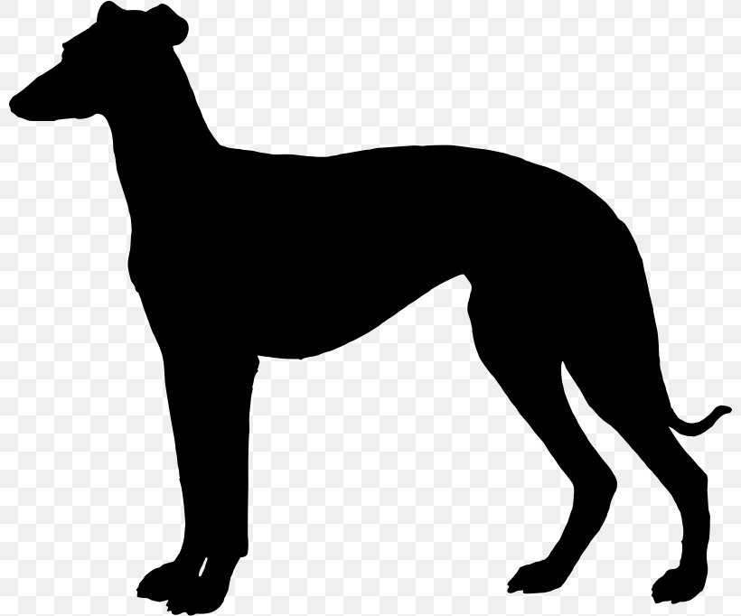 Italian Greyhound Whippet Spanish Greyhound Sloughi, PNG, 800x682px, Italian Greyhound, Animal Sports, Black And White, Breed, Carnivoran Download Free