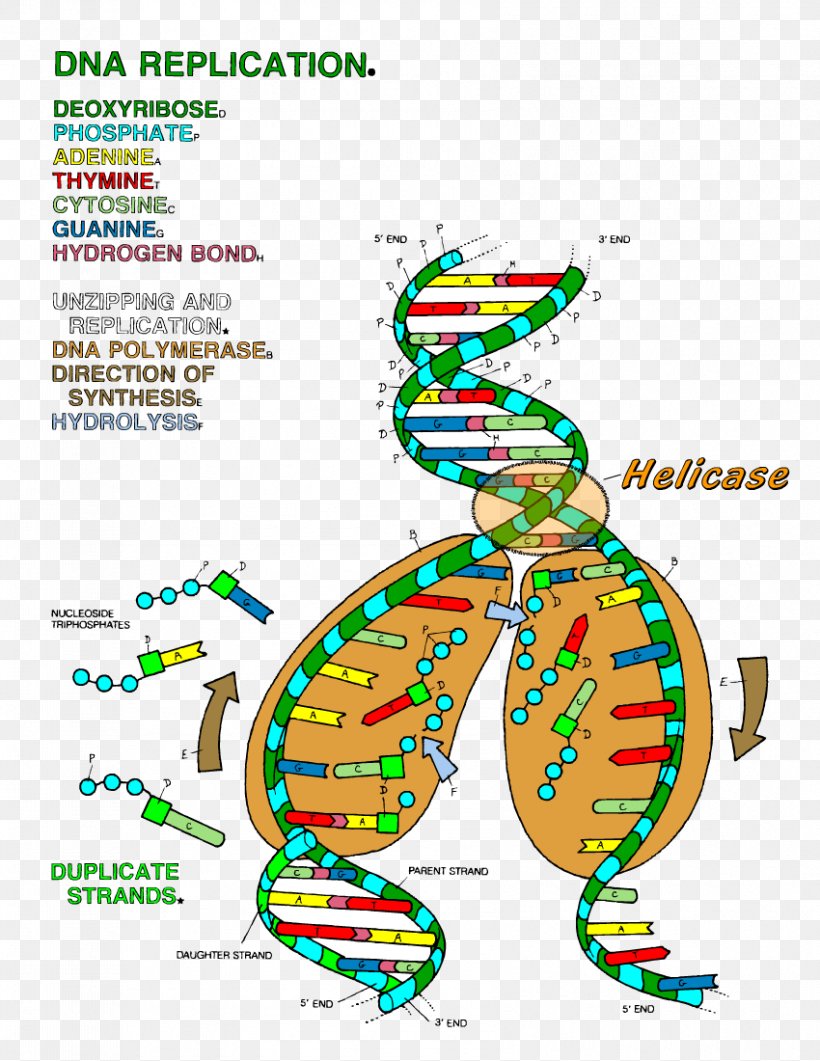 The Double Helix: A Personal Account Of The Discovery Of The Structure Of DNA DNA Replication Color Transcription, PNG, 850x1100px, Dna, Area, Biology, Biomolecular Structure, Cell Download Free