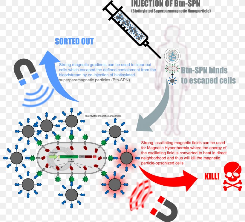 Brand Line Point Technology, PNG, 800x745px, Brand, Area, Diagram, Organism, Point Download Free