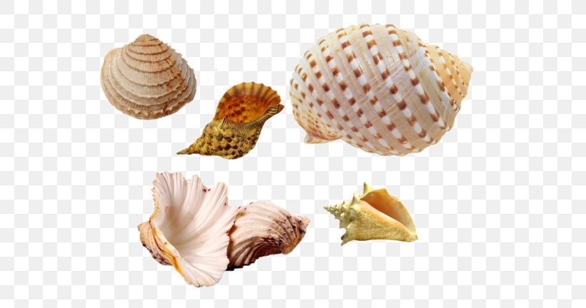 Cockle Seashell Conchology Sea Snail, PNG, 600x432px, Cockle, Binoculars, Clam, Clams Oysters Mussels And Scallops, Conch Download Free