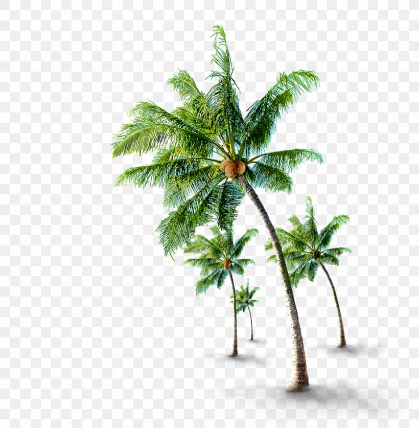 Coconut Tree If(we), PNG, 920x940px, Coconut, Arecales, Branch, Coreldraw, Dwg Download Free