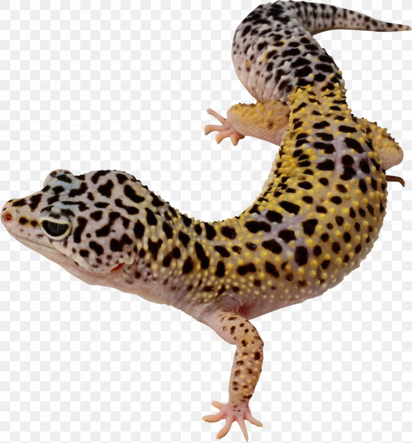 Common Leopard Gecko Lizard East Indian Leopard Gecko Clip Art, PNG, 2066x2226px, Common Leopard Gecko, Coloring Book, Drawing, Fauna, Gecko Download Free