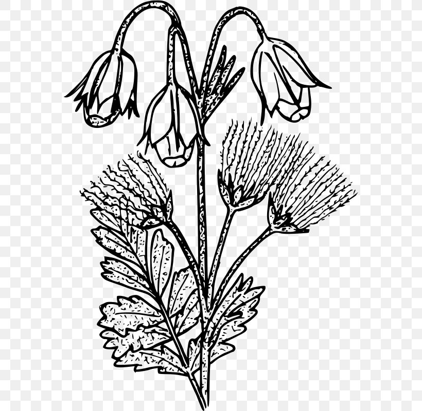 Drawing Geum Triflorum Plant Clip Art, PNG, 572x800px, Drawing, Art, Artwork, Black And White, Branch Download Free