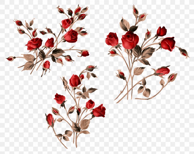 Garden Roses Clip Art, PNG, 1461x1160px, Rose, Blossom, Branch, Digital Image, Floral Design Download Free