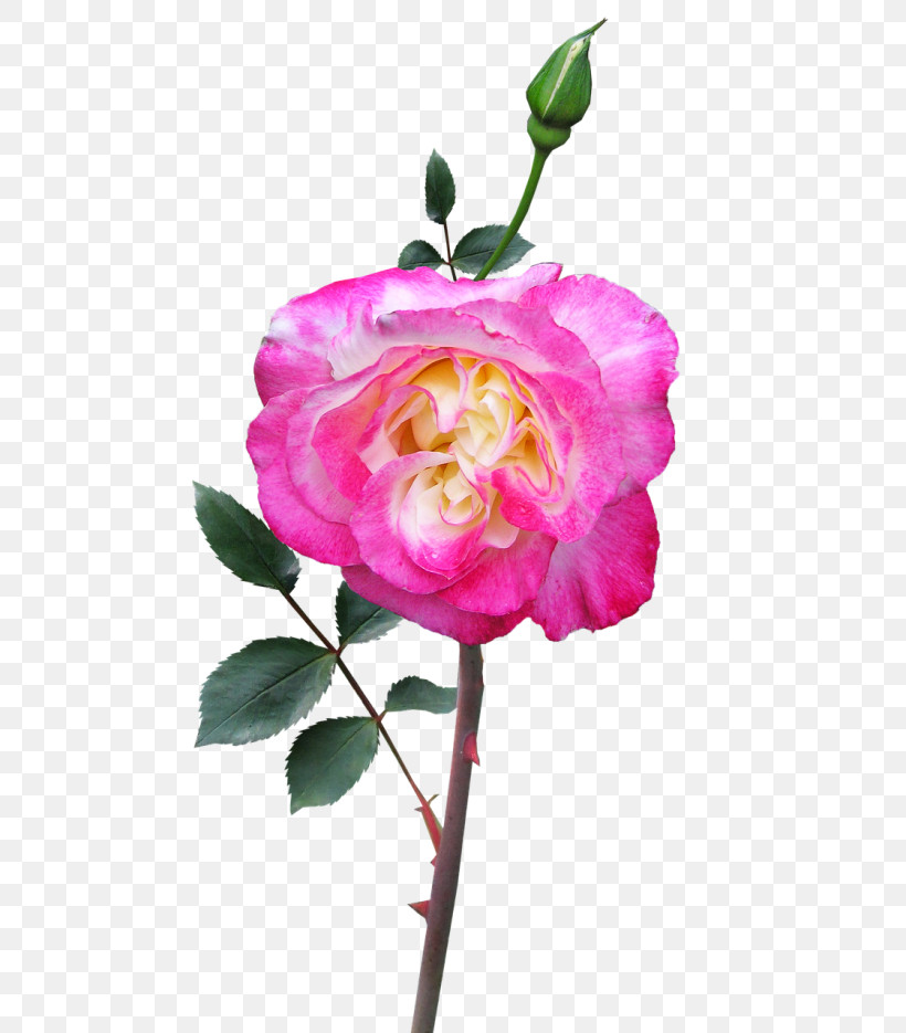 Garden Roses, PNG, 500x935px, Flower, Floribunda, Garden Roses, Petal, Pink Download Free