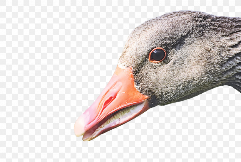 Goose Wild Animal, PNG, 1920x1294px, Goose, Animal, Beak, Bird, Closeup Download Free