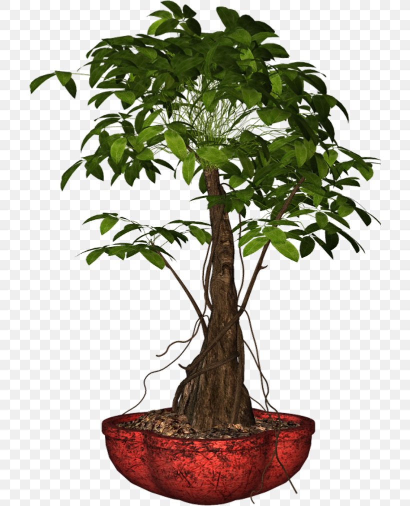 Bonsai Flowerpot Houseplant Plants, PNG, 704x1013px, Bonsai, Blog, Crock, Flowerpot, Houseplant Download Free
