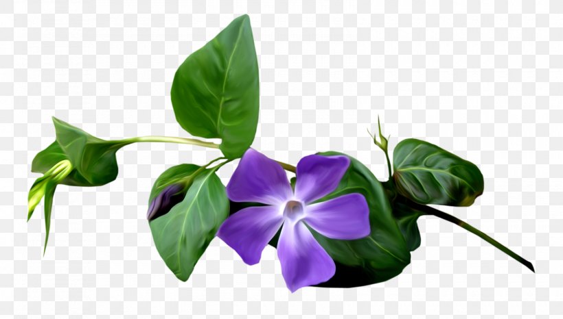 Clip Art, PNG, 1600x910px, Uniform Resource Locator, Binary File, Flora, Flower, Flowering Plant Download Free