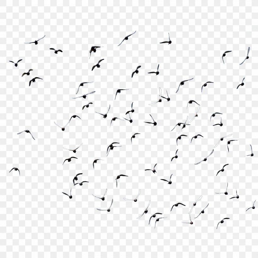 Bird Domestic Pigeon Flock, PNG, 4000x4000px, Bird, Animal Migration, Area, Beak, Bird Migration Download Free