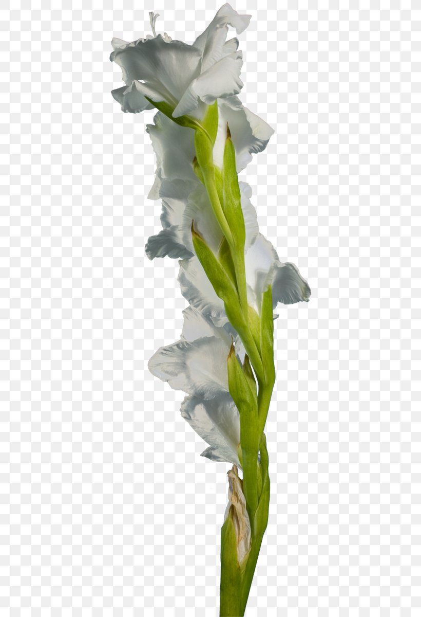 Gladiolus Cut Flowers Hyacinth Plant Stem, PNG, 411x1200px, Gladiolus, Child, Cut Flowers, Flora, Flower Download Free