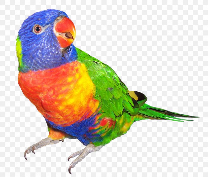 Rainbow Lorikeet Parrot Bird Budgerigar Dog, PNG, 1320x1124px, Rainbow Lorikeet, Beak, Bird, Budgerigar, Common Pet Parakeet Download Free