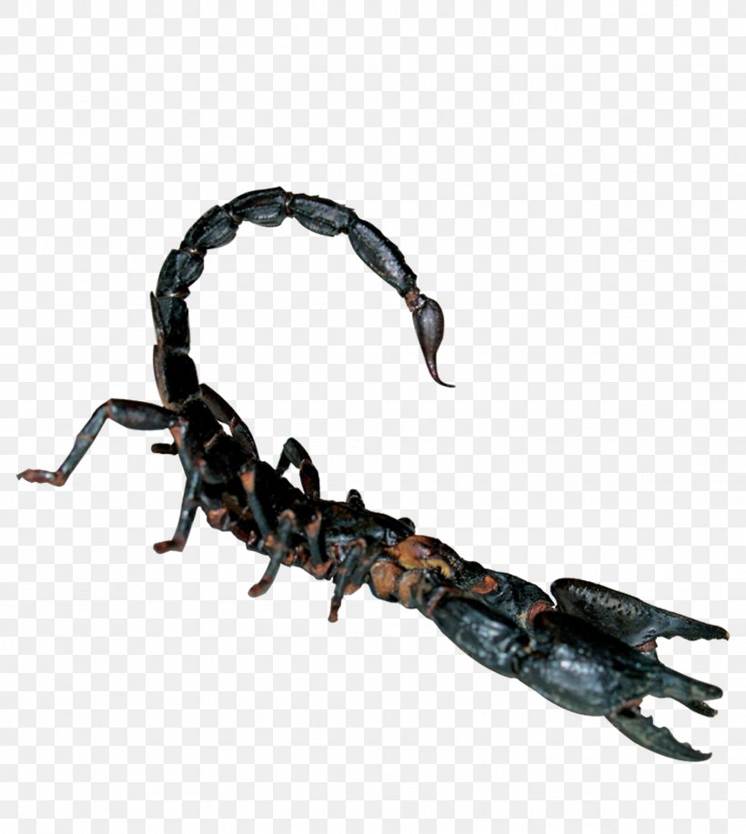 Scorpion Toxin Reptile Poison, PNG, 1528x1709px, Scorpion, Arachnid ...