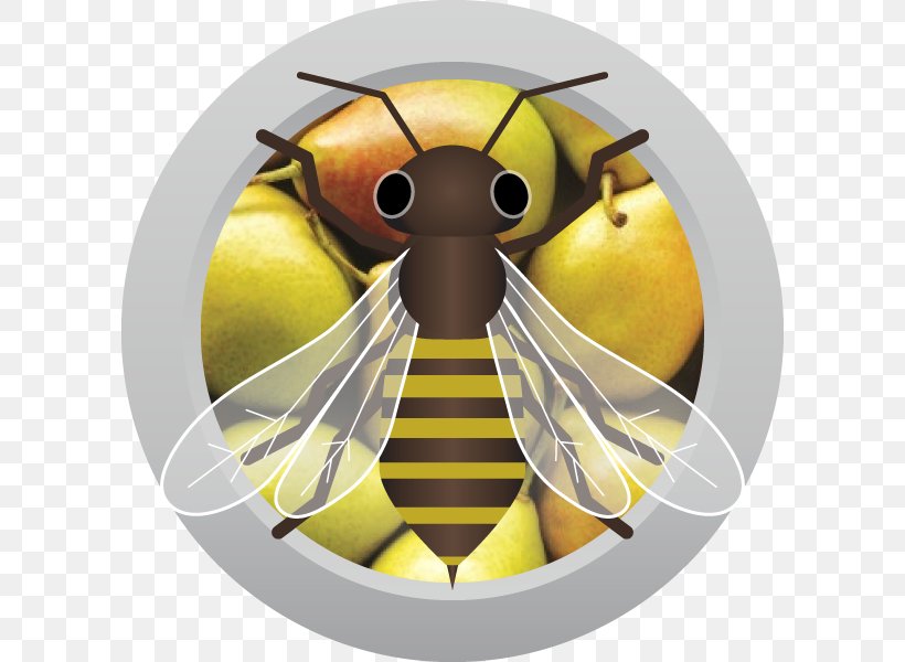 Sweet Mead Traditional Mead Wine Honey Bee, PNG, 800x600px, Mead, Arthropod, Austin Homebrew Supply, Bee, Grape Download Free