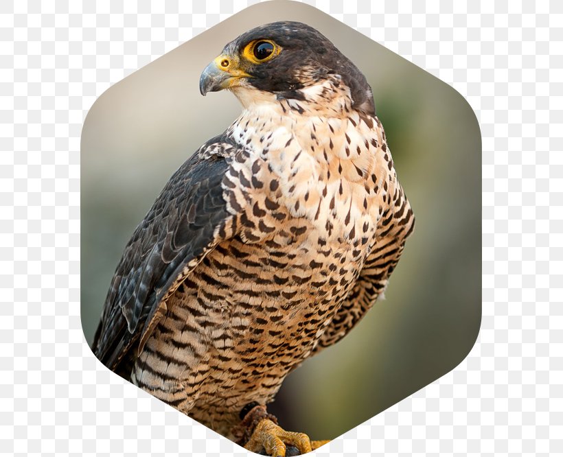 Bird Stock Photography Peregrine Falcon, PNG, 585x666px, Bird, Beak, Bird Of Prey, Brown Falcon, Buzzard Download Free