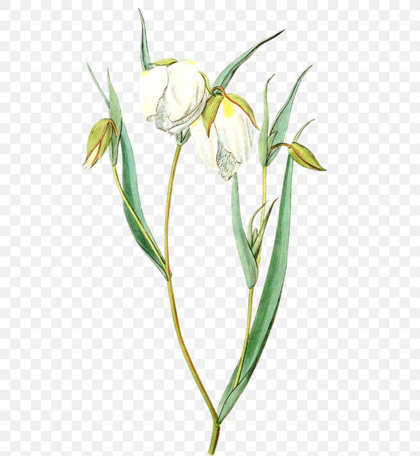 Flower Tulip Lilium, PNG, 550x889px, Flower, Arumlily, Blog, Bud, Daum Download Free