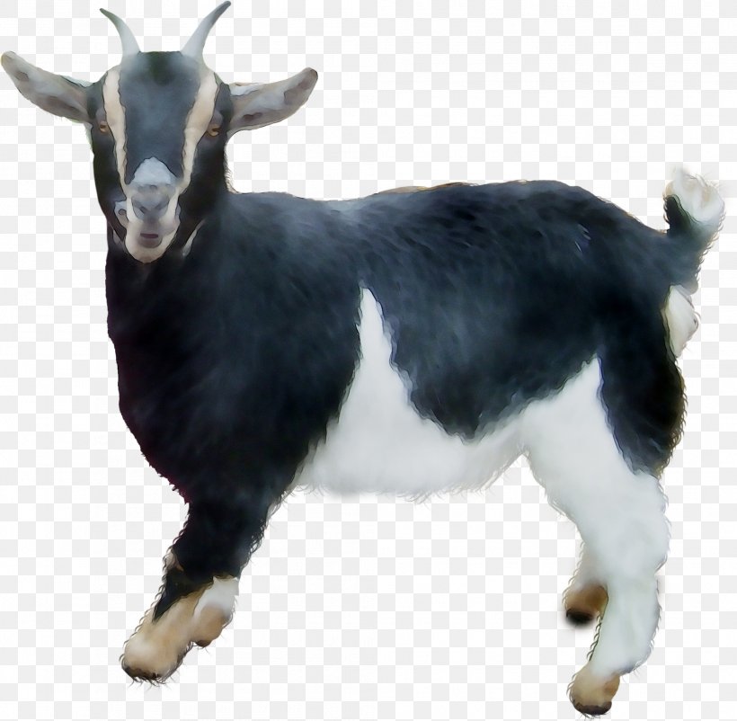 Goat, PNG, 2011x1967px, Goat, Cowgoat Family, Feral Goat, Fur, Goatantelope Download Free