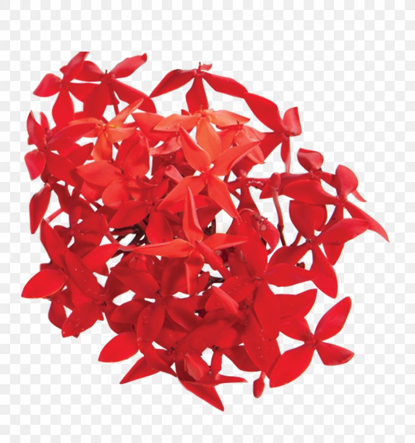 Ixora Coccinea Red Petal Infant Flower, PNG, 1094x1169px, Ixora Coccinea, Cream, Flower, Infant, Iron Download Free