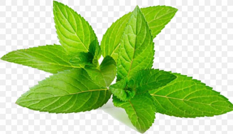 Mentha Spicata Water Mint Peppermint Home Remedy Anaphrodisiac, PNG, 1000x575px, Mentha Spicata, Basil, Extraction, Food, Health Download Free
