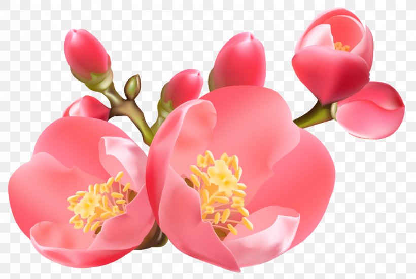 Image Vector Graphics Transparency, PNG, 2884x1938px, Art, Blossom, Bud, Cut Flowers, Flower Download Free