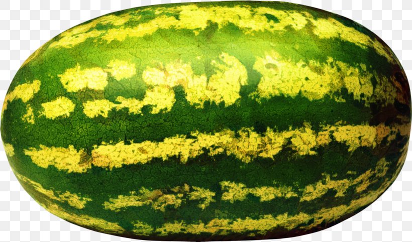 Watermelon Cartoon, PNG, 1639x964px, Watermelon, Cantaloupe, Citrullus, Egusi, Figleaf Gourd Download Free