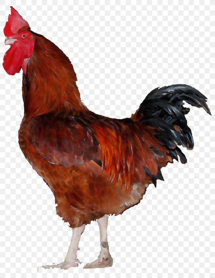 Bird Chicken Rooster Fowl Beak, PNG, 1238x1600px, Watercolor, Beak, Bird, Chicken, Comb Download Free
