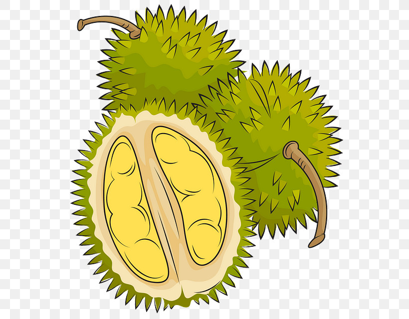 Durian Fruit Plant Food Artocarpus, PNG, 577x640px, Durian, Artocarpus, Food, Fruit, Plant Download Free