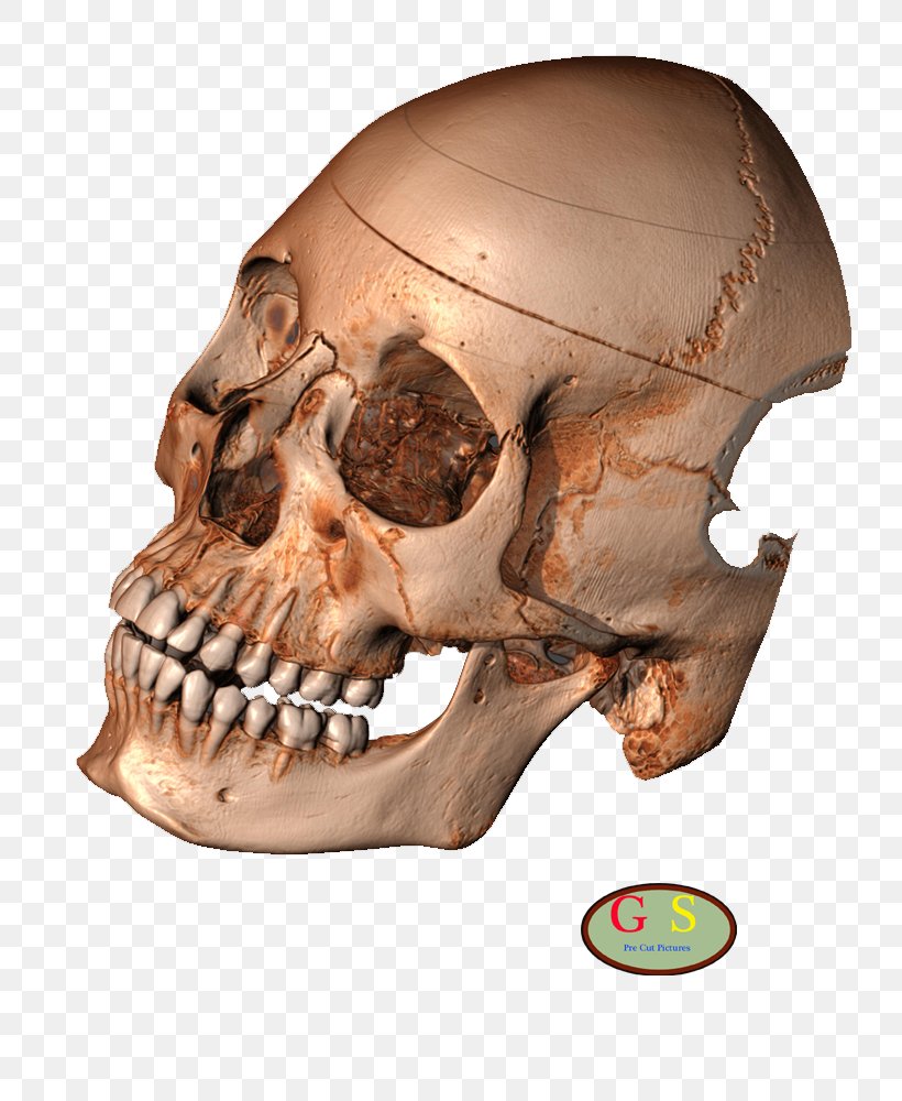 Human Skeleton Skull Snout Turtle, PNG, 800x1000px, Skeleton, Algorithm, Bone, Head, Homo Sapiens Download Free