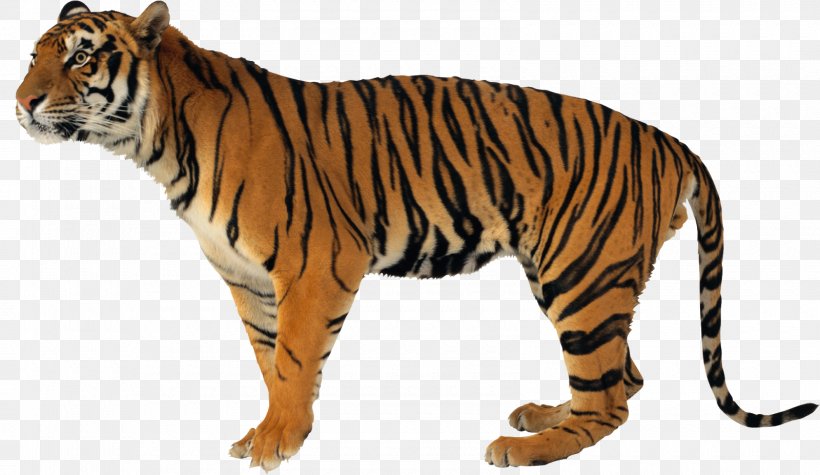 Lion Jaguar Leopard Felidae, PNG, 1600x927px, Lion, Animal Figure, Bengal Tiger, Big Cats, Carnivore Download Free