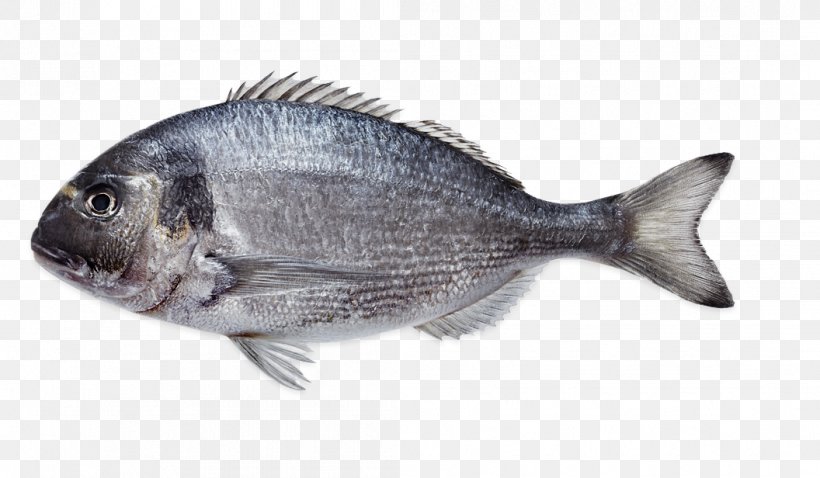 Tilapia Gilt-head Bream Fish Products Seafood, PNG, 1056x616px, Tilapia, Animal Source Foods, Atlantic Bluefin Tuna, Chars, Cod Download Free
