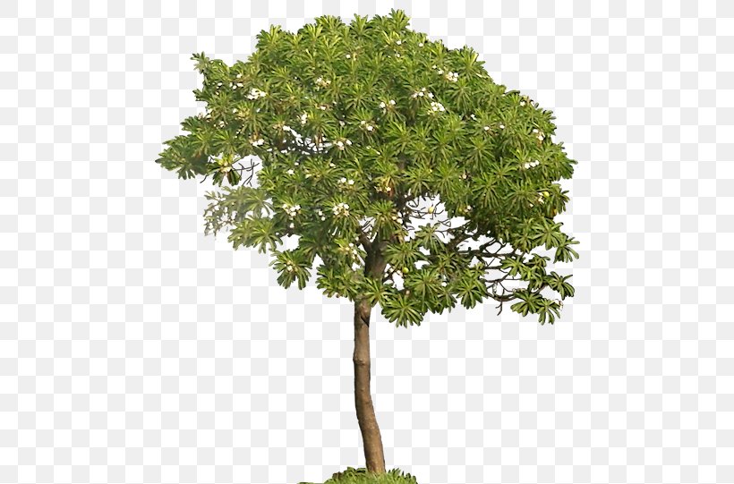 Architectural Rendering Tree Clip Art, PNG, 479x541px, Rendering, Architectural Rendering, Branch, Evergreen, Flowerpot Download Free