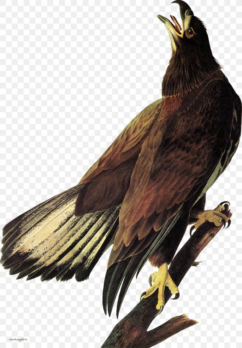 Bald Eagle The Birds Of America White-tailed Eagle Hawk, PNG, 834x1200px, Bald Eagle, Beak, Bird, Bird Of Prey, Birds Of America Download Free