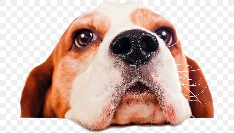 Beagle Pet Sitting Puppy Dog Daycare, PNG, 685x466px, Beagle, Basset Hound, Breed, Carnivoran, Companion Dog Download Free