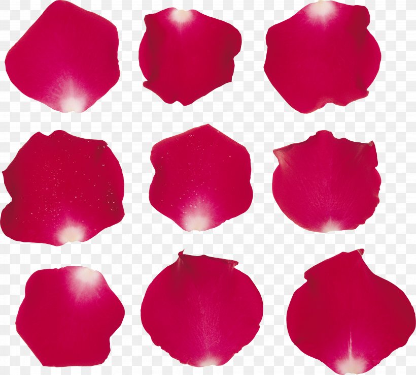 Garden Roses Clip Art, PNG, 3879x3494px, Garden Roses, Flower, Flowering Plant, Magenta, Petal Download Free