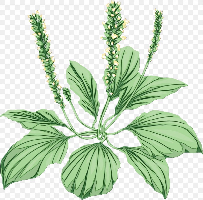 Herbal Medicine Leaf Plant Stem Plants, PNG, 1153x1140px, Watercolor, Flower, Herb, Herbal Medicine, Leaf Download Free