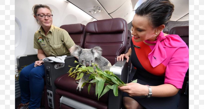 Lone Pine Koala Sanctuary Flight Airplane Qantas, PNG, 991x529px, Koala, Air New Zealand, Airline, Airplane, Brisbane Download Free