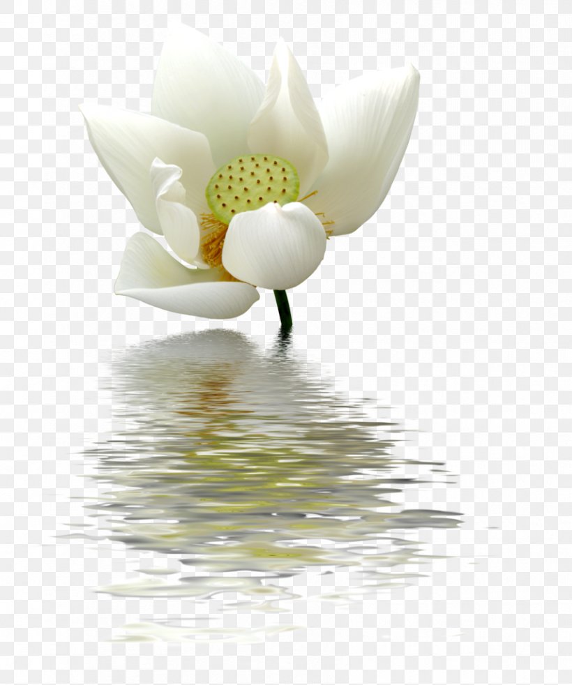 Nelumbo Nucifera Flower Egyptian Lotus, PNG, 855x1024px, Nelumbo Nucifera, Egyptian Lotus, Flower, Flowering Plant, Information Download Free