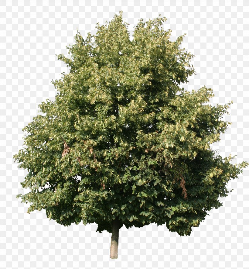 Tree Woody Plant Shrub Maple, PNG, 2304x2488px, Tree, Alder, Arborvitae, Birch, Cottonwood Download Free