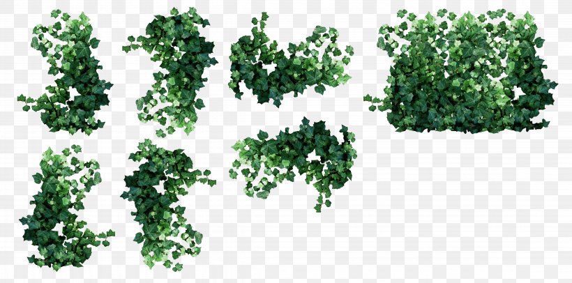 Vine Ivy Plant Clip Art, PNG, 4495x2230px, Vine, Drawing, Grass, Information, Ivy Download Free