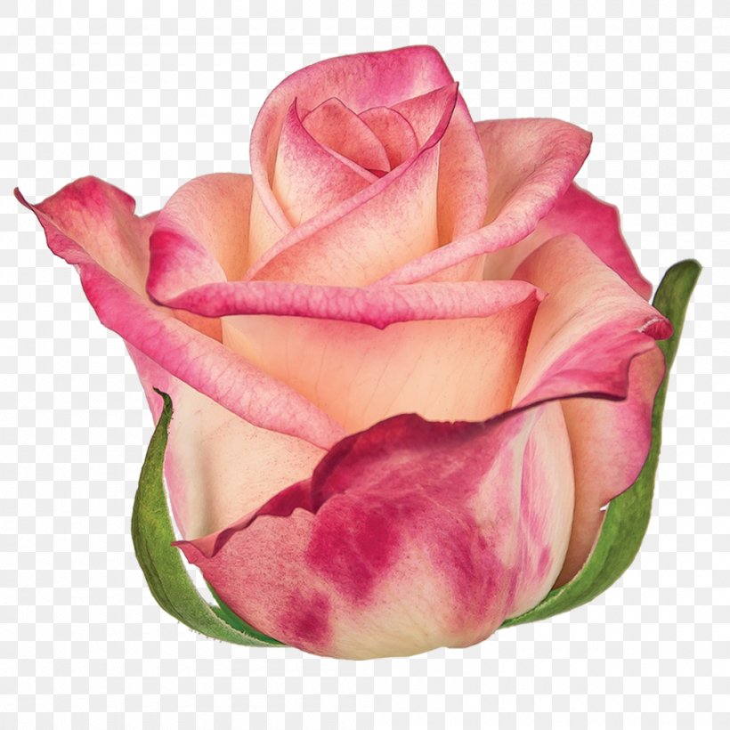 Garden Roses Centifolia Roses Floribunda Cut Flowers, PNG, 1000x1000px, Garden Roses, Anna Karina, Bud, Centifolia Roses, Close Up Download Free