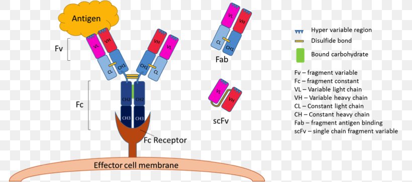 Monoclonal Antibody Single-chain Variable Fragment Fragment Antigen-binding, PNG, 785x363px, Antibody, Antigen, Antigenantibody Interaction, Blood, Brand Download Free