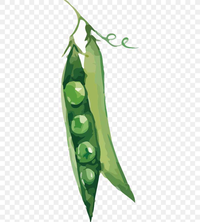Pea Vegetable Illustration, PNG, 319x910px, Pea, Bean, Blackeyed Pea, Broad Bean, Flowering Plant Download Free