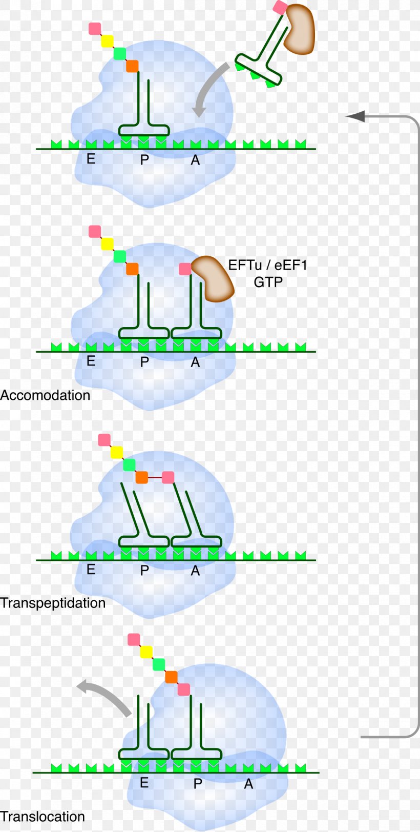 Translation Messenger RNA Ribosome Transfer RNA, PNG, 1200x2376px, Translation, Amino Acid, Anticodon, Area, Codon Download Free