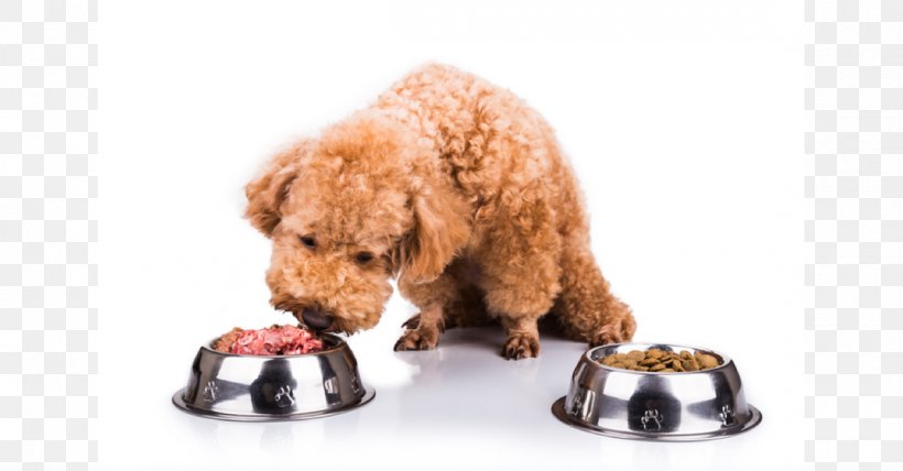 Dog Food Puppy Cat Raw Foodism, PNG, 1200x627px, Dog, Breed, Carnivoran, Cat, Companion Dog Download Free