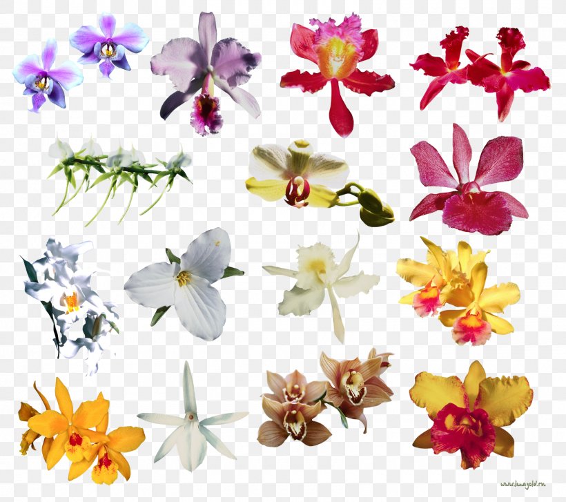 Moth Orchids Clip Art Flower Image, PNG, 1600x1419px, Orchids, Cut ...