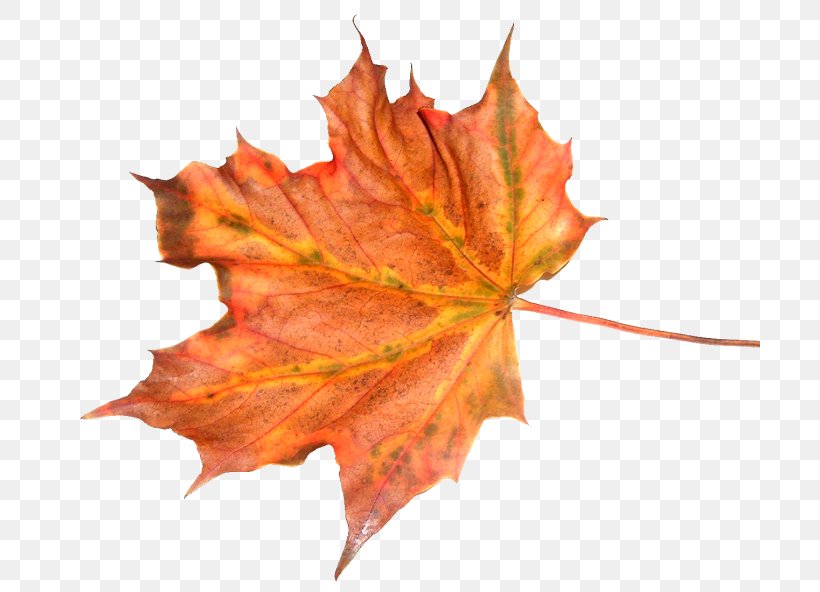 Autumn Maple Leaf Feuille Morte, PNG, 700x592px, Autumn, Autumn Leaf Color, Deciduous, Feuille Morte, Image Resolution Download Free