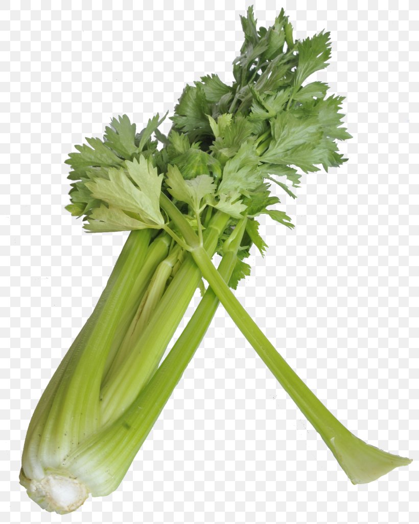 Celeriac Leaf Vegetable Food Celery, PNG, 797x1024px, Celeriac, Black Spanish Radish, Celery, Coriander, Fennel Download Free