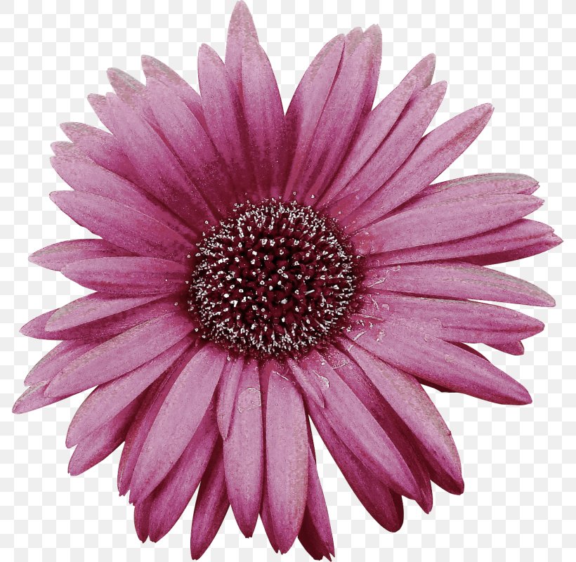 Gerbera Jamesonii Chrysanthemum Flower, PNG, 786x800px, Gerbera Jamesonii, Chrysanthemum, Chrysanths, Cut Flowers, Daisy Family Download Free