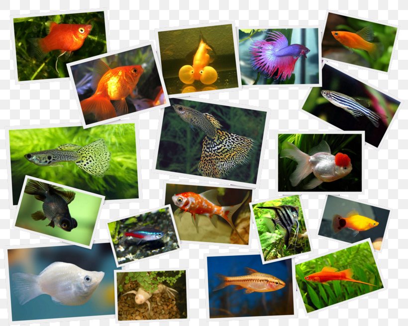 Green Swordtail Paper Collage Photomontage Fauna, PNG, 819x655px, Green Swordtail, Art, Collage, Fauna, Flora Download Free